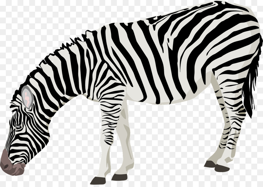 Zebra，Animais Selvagens PNG