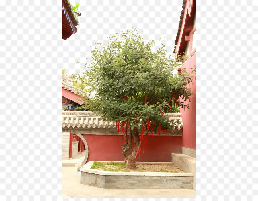 Lam Tsuen Que Desejam árvores，árvore PNG