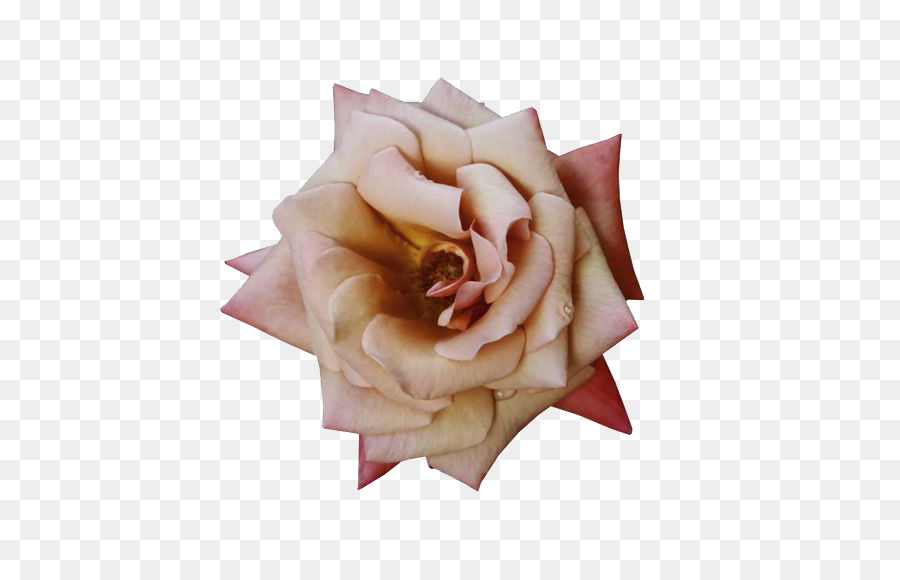 Rosa Branca，Florescer PNG