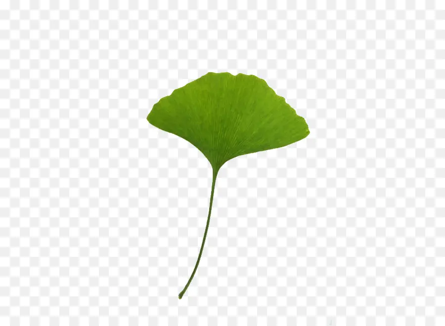 Leaf，Ginkgo Biloba PNG