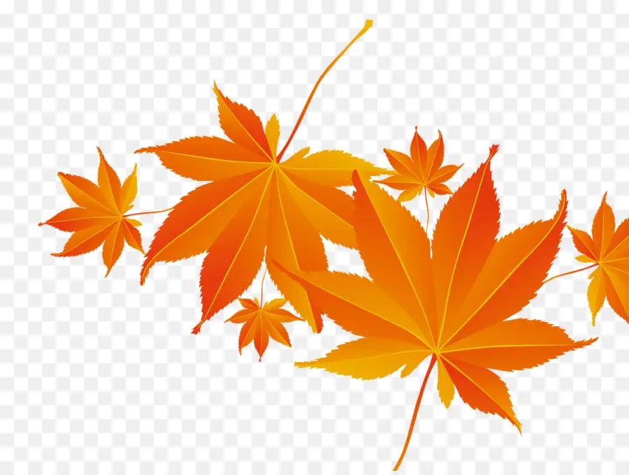 Maple Leaf，Outono PNG