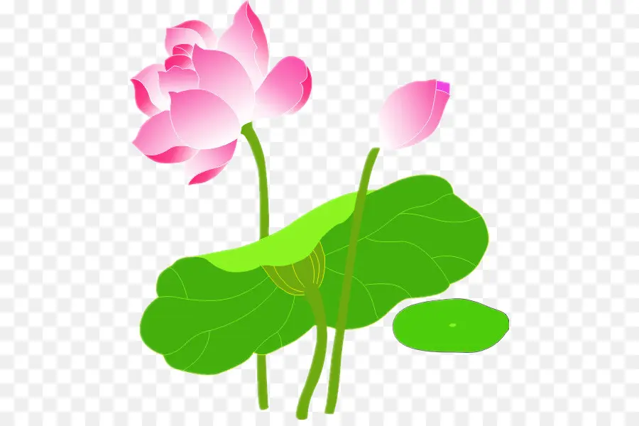 Nelumbo Nucifera，Efeito Lótus PNG