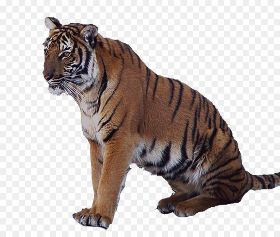 Tigre Branco，Tigre PNG