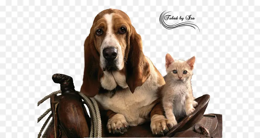 Cão E Gato，Bicho De Estimação PNG