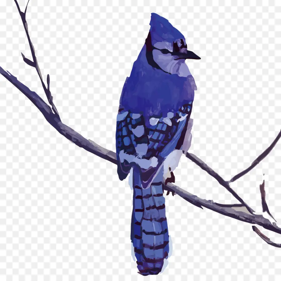 Aves，Gralha Azul PNG