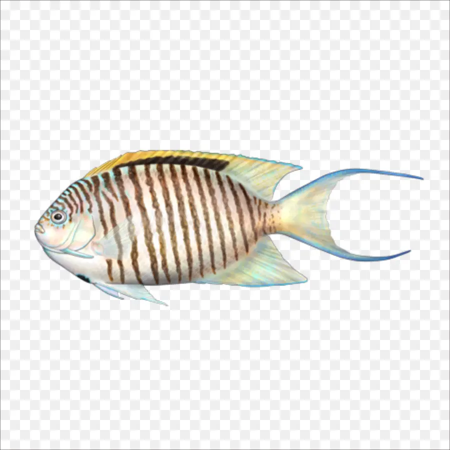 Peixe，Download PNG