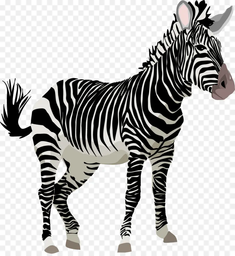 Zebra，Listras PNG