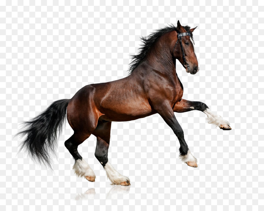 Cavalo Branco Em Png - Horse, Transparent Png - kindpng