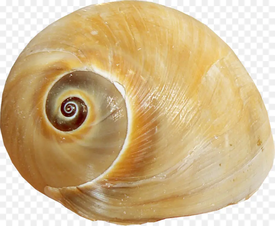 Concha De Caracol，Lesma PNG