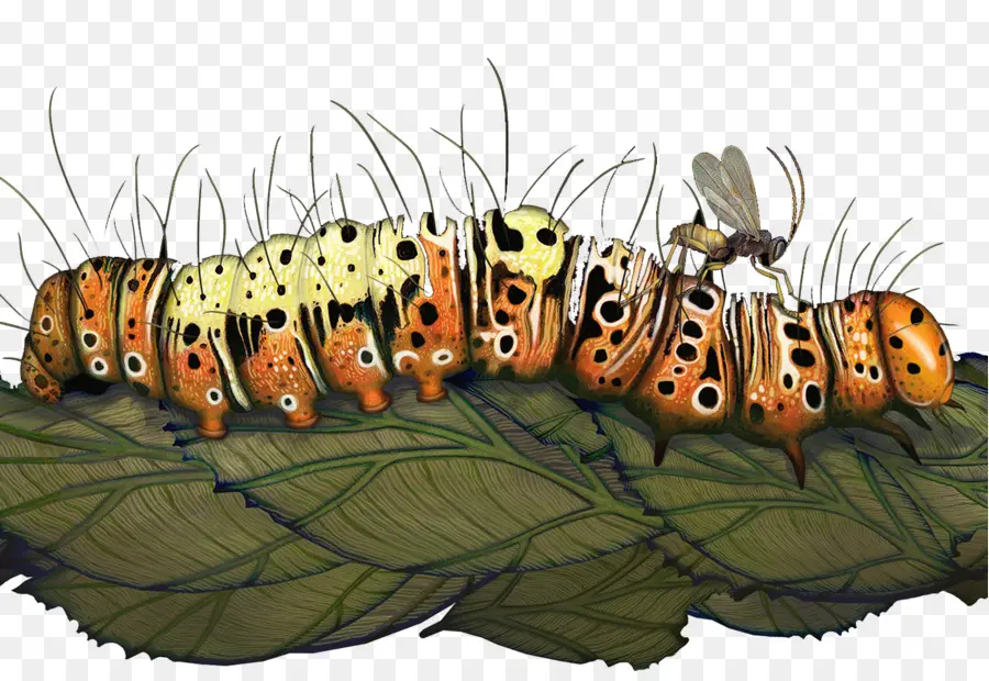 Caterpillar，Vespa Que Uma Lavagem Cerebral A Lagarta Evoluções Mais Inacreditável Soluções Para Lifes Maiores Problemas PNG