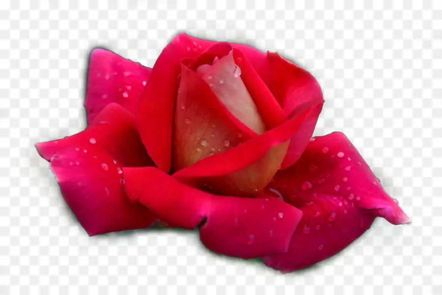 Rosa Vermelha，Flor PNG