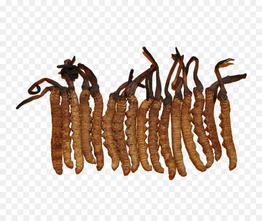 Cordyceps，Cogumelo PNG