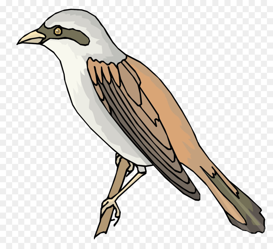 Pardal，Aves PNG