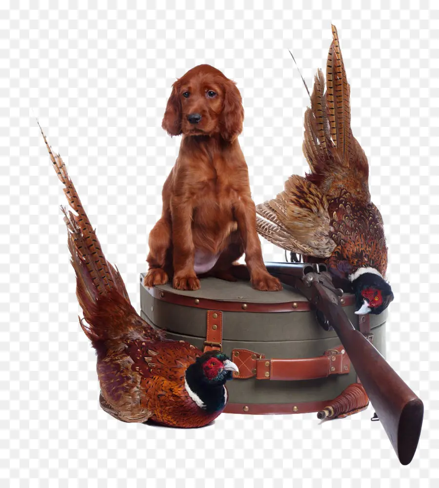 Cachorro，Faisões PNG