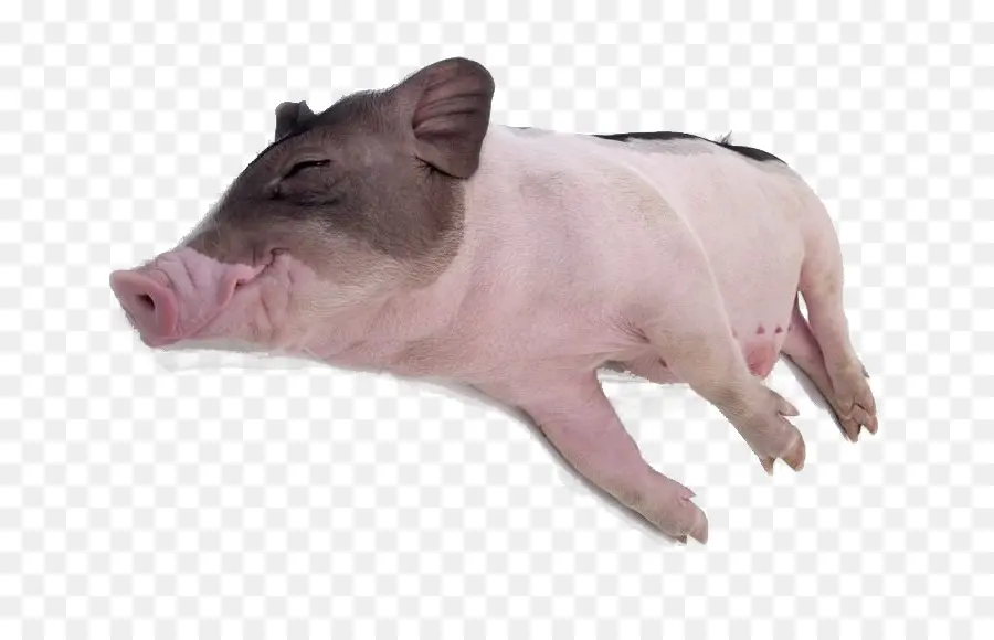 Porco，Fazenda PNG