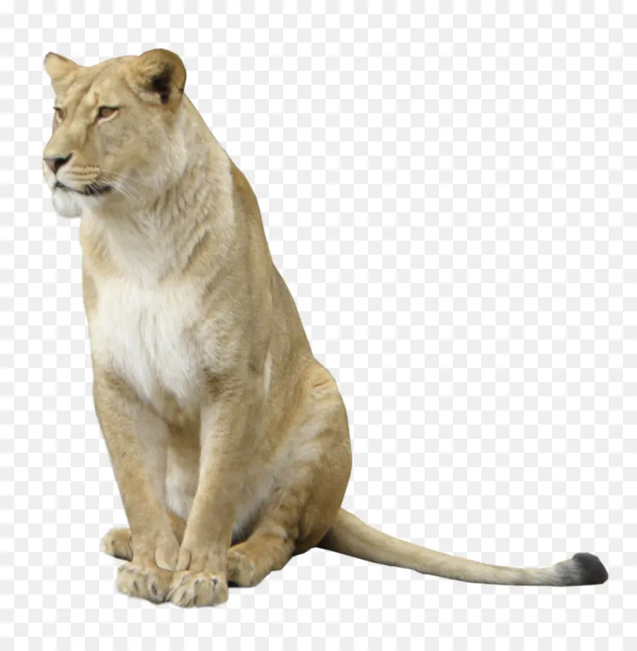 East African Lion，Encapsulated Postscript PNG
