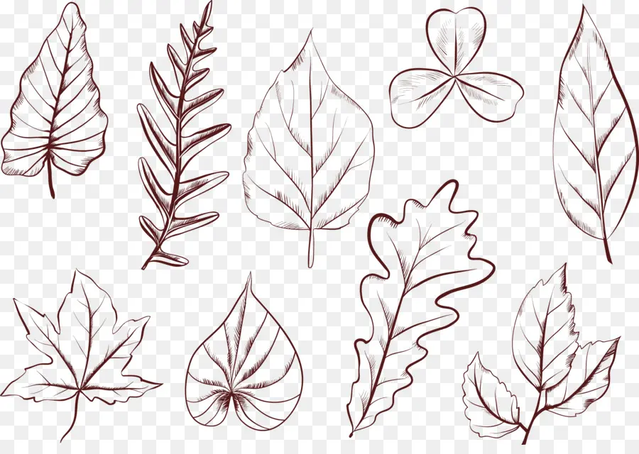 Folhas De Plantas，Desenho PNG