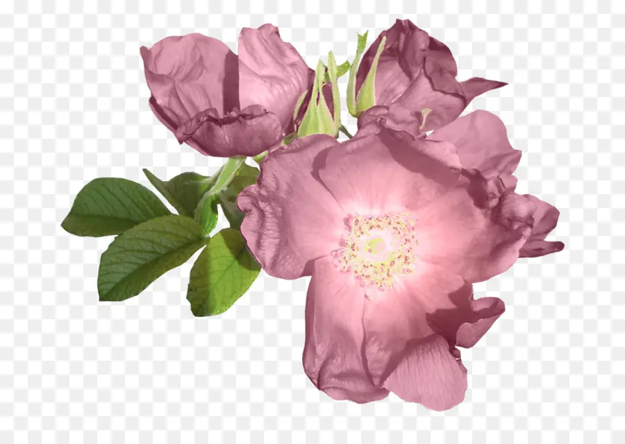 Centifolia Rosas，As Rosas Do Jardim PNG