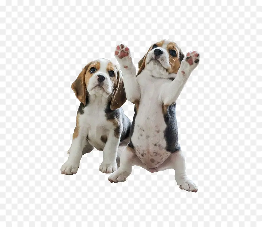 Beagle，Bolso Beagle PNG