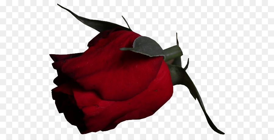 Rosa Vermelha，Florescer PNG