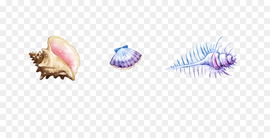 O Caracol Marinho，Seashell PNG