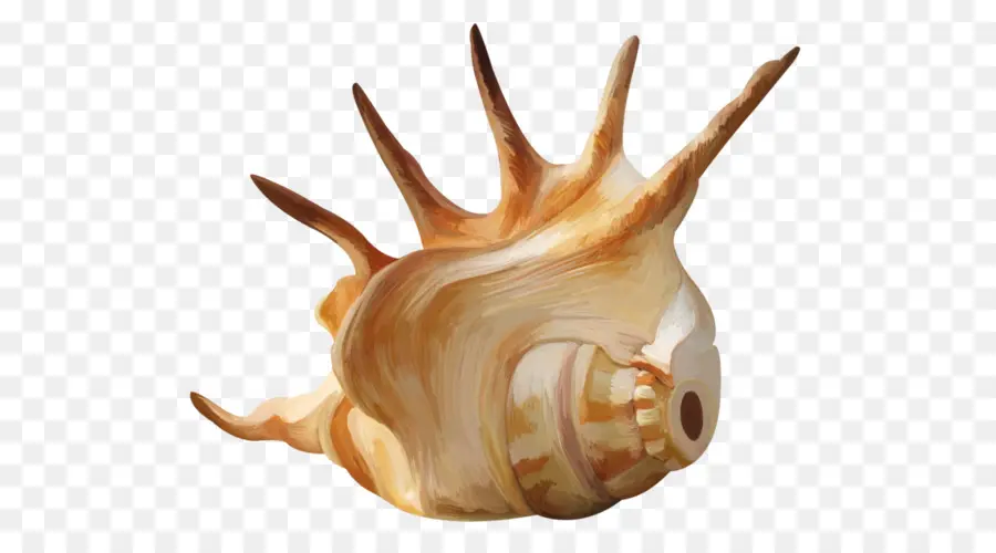 Seashell，Mar PNG