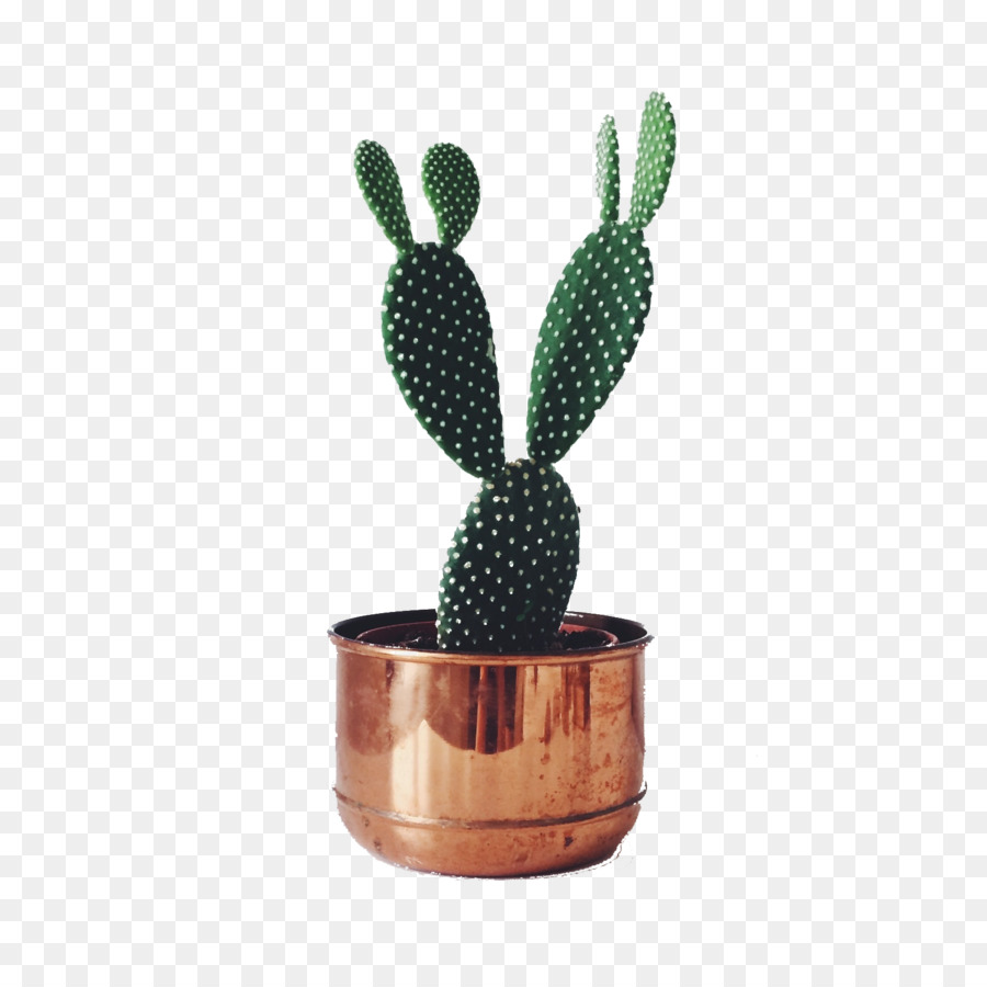 Cactaceae, Desenho, Planta png transparente grátis