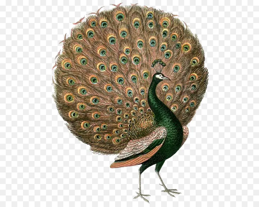 Peafowl，Roupas Vintage PNG