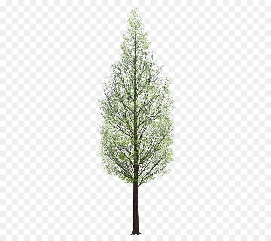 árvore，Renderização Em 3d PNG