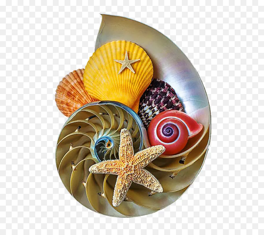 Seashell，Nautilidae PNG