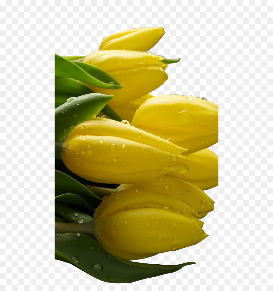 Tulipas Amarelas，Ramalhete PNG