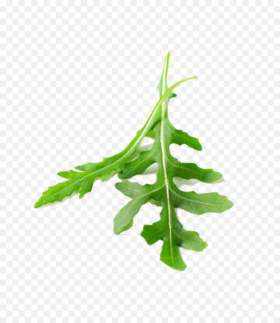 Folha Vegetal，Folha PNG