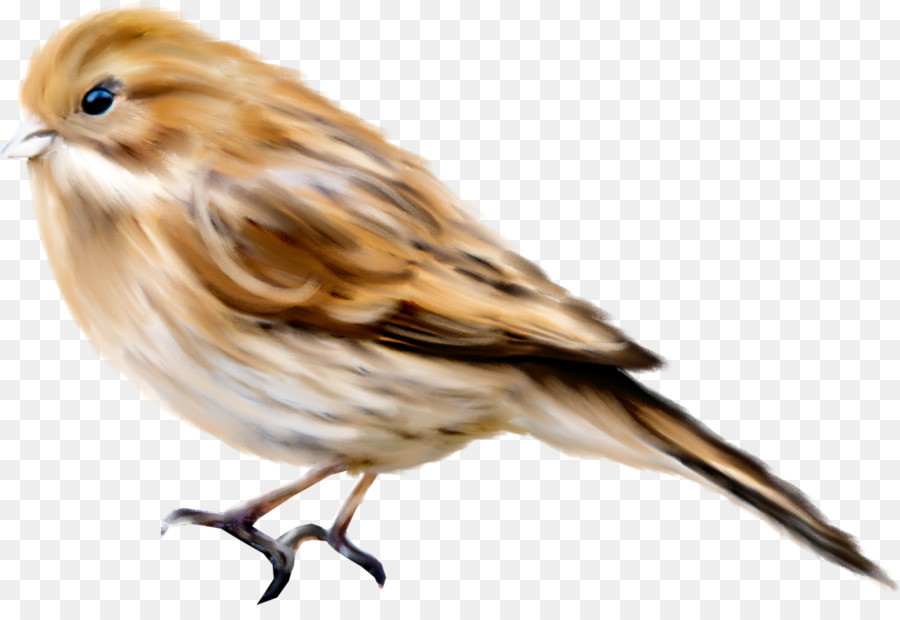 Aves，Encapsulated Postscript PNG