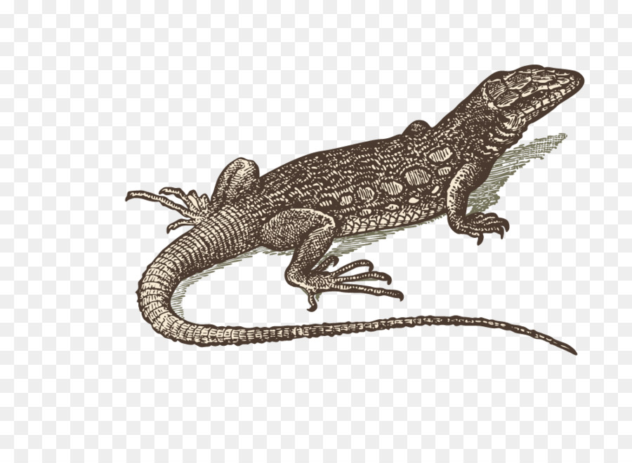 Lagarto，Réptil PNG