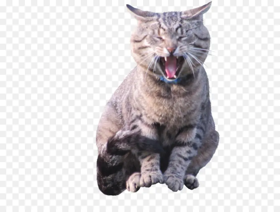 Gato，Bocejando PNG