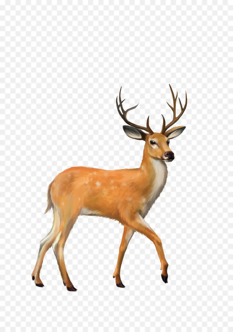 Veado，Whitetailed Veado PNG