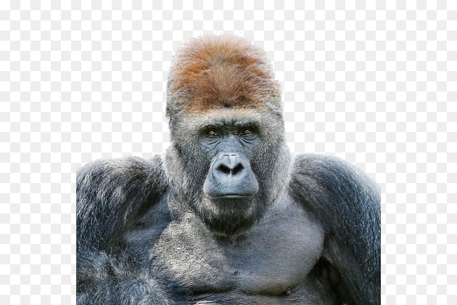 Gorila，Retrato PNG