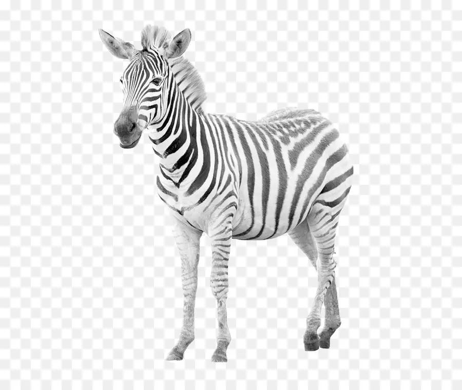 Zebra，Cavalo PNG