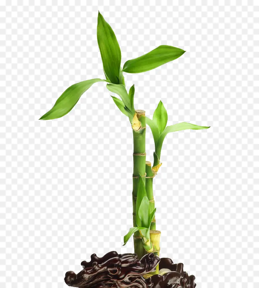 Planta De Bambu，Folhas PNG