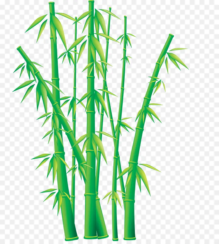 Bambusodae，Conteúdo Grátis PNG