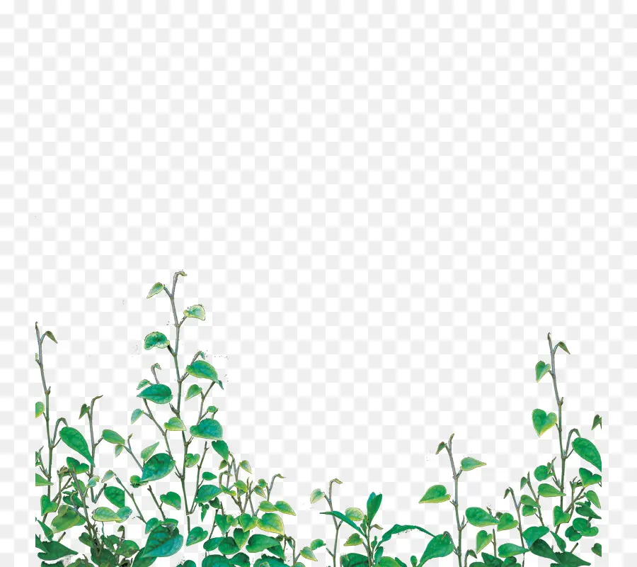 Plantas Verdes，Folhas PNG