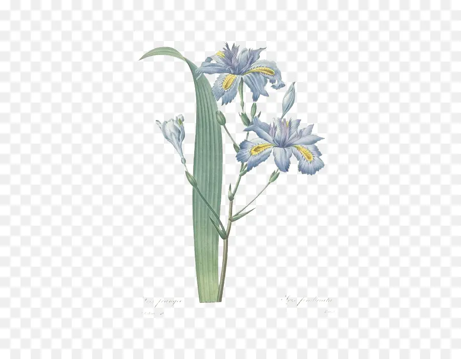 Pierrejoseph Redoutxe9 17591840，Iris Foetidissima PNG