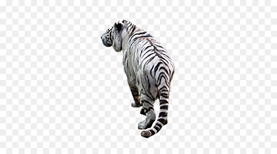 Tigre Branco，Tigre PNG