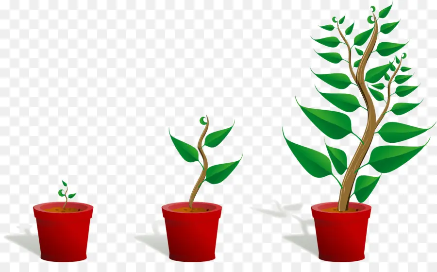 Planta Em Crescimento，Crescimento PNG