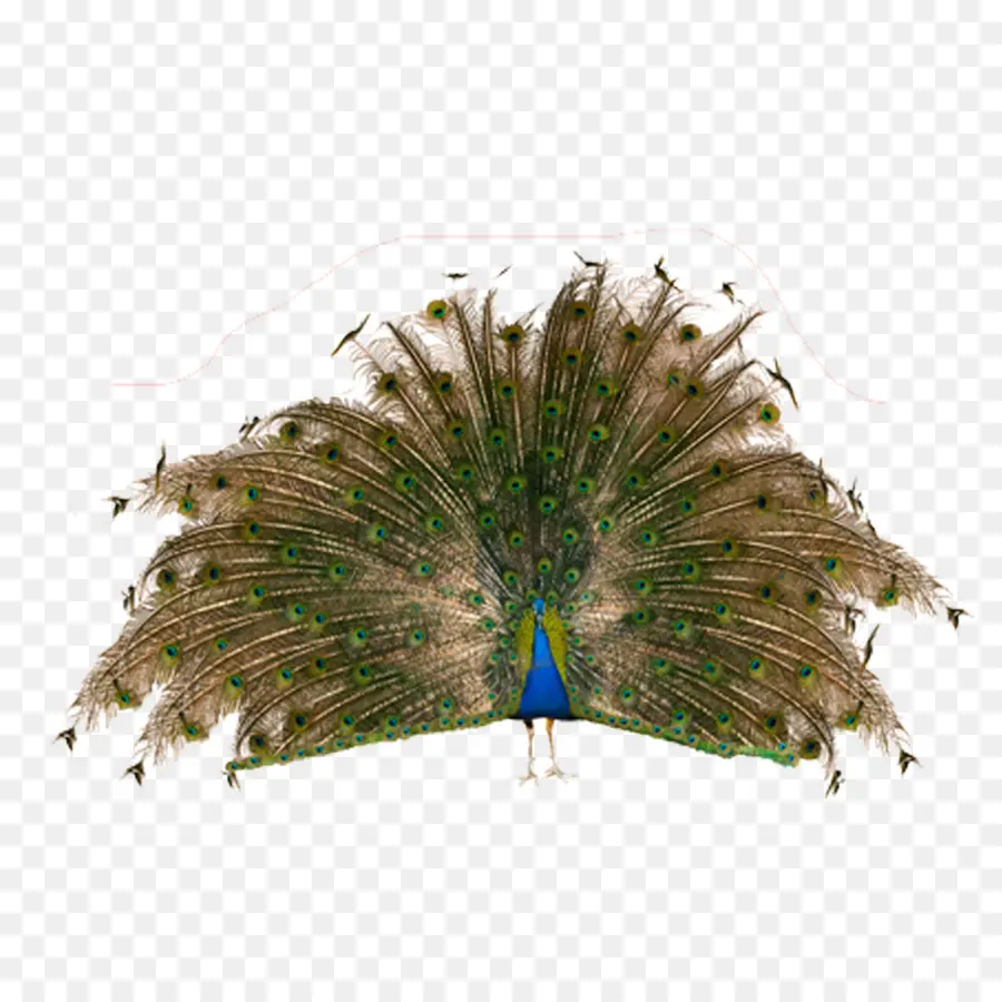 Aves，Peafowl PNG