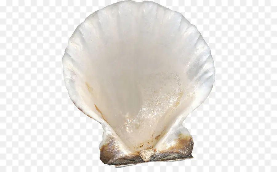 Clam，Mexilhão PNG