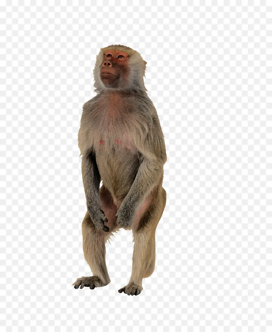 Macaco，Primata PNG