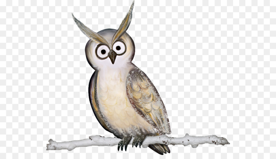 Coruja，Aves PNG