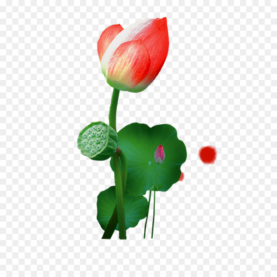 Flor De Lótus，Folha PNG