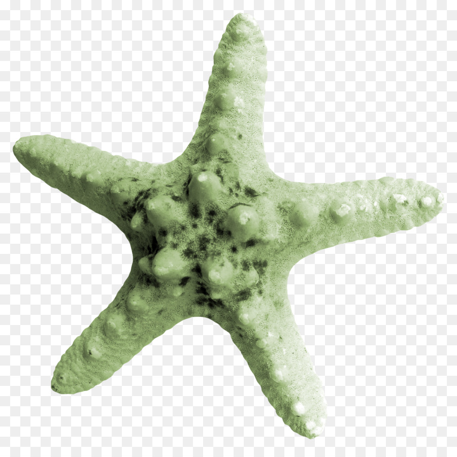 Estrela Do Mar Laranja，Marinho PNG